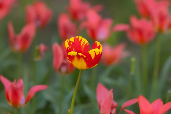 Желто-красный тюльпан — стоковое фото