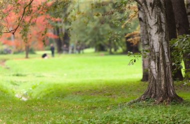 sonbahar park peyzaj