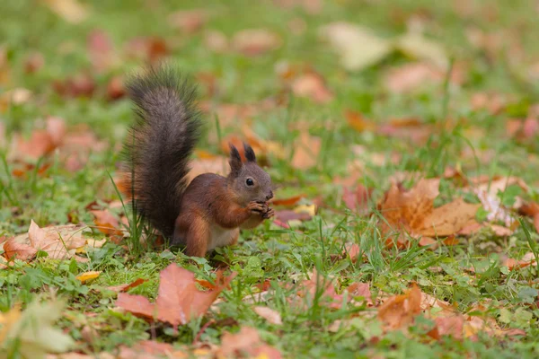A mókus mogyorót eszik. — Stock Fotó