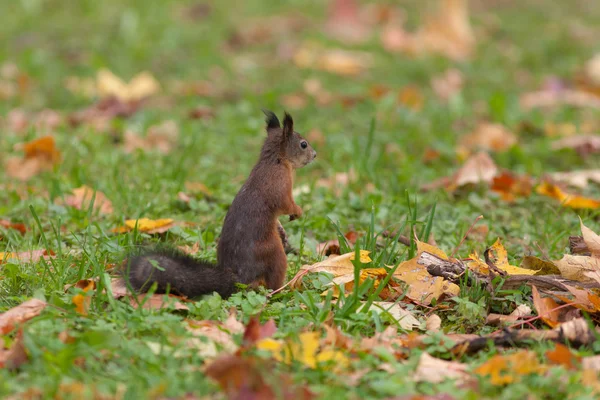 Herbstlandschaft mit einem Eichhörnchen — Stockfoto