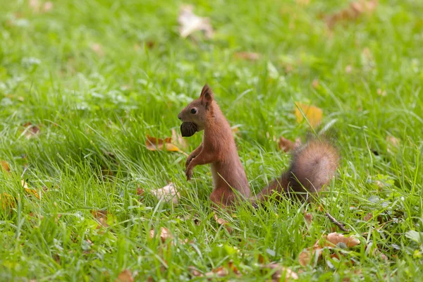 Écureuil avec une grosse noix — Photo