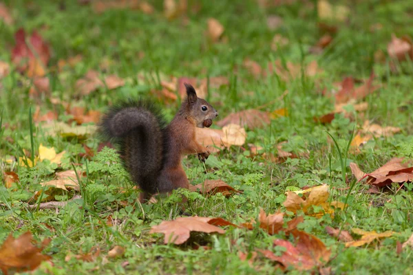Écureuil d'automne — Photo