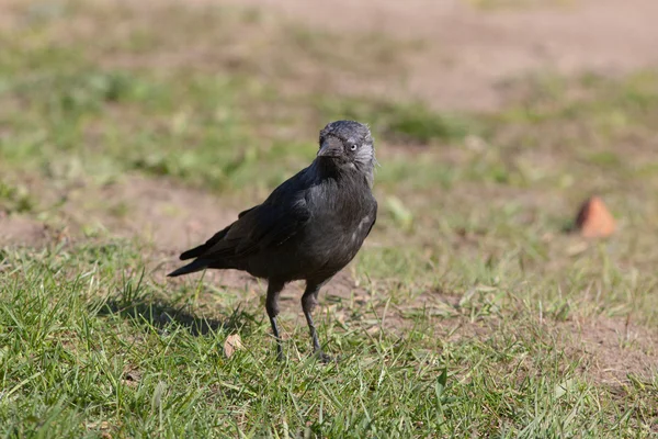Jackdaw on a spring grass — Stock Photo, Image
