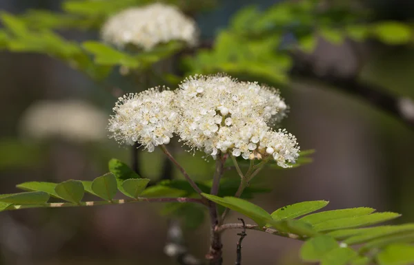 Bloeiende mountain ash — Stockfoto