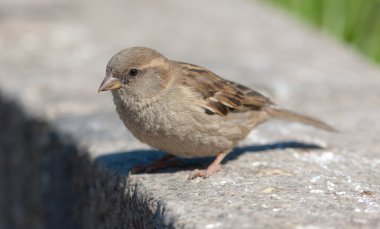 Serçe yakın çekim