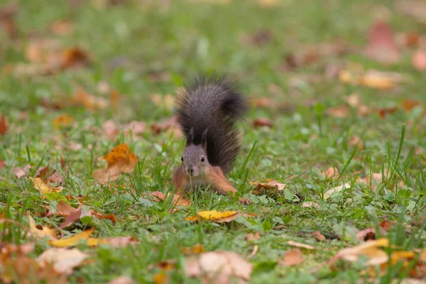 Esquilo curioso em uma grama — Fotografia de Stock