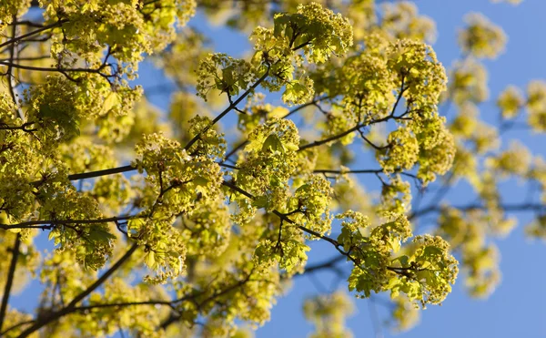 Printemps jaune — Photo