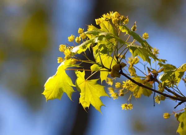 Ramo di un acero di primavera — Foto Stock