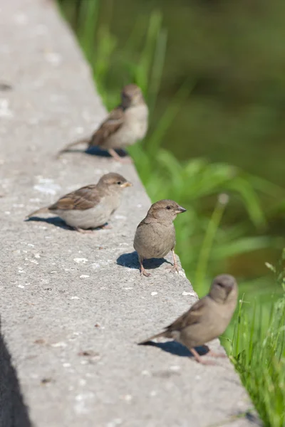 Four sparrows — Stock Photo, Image