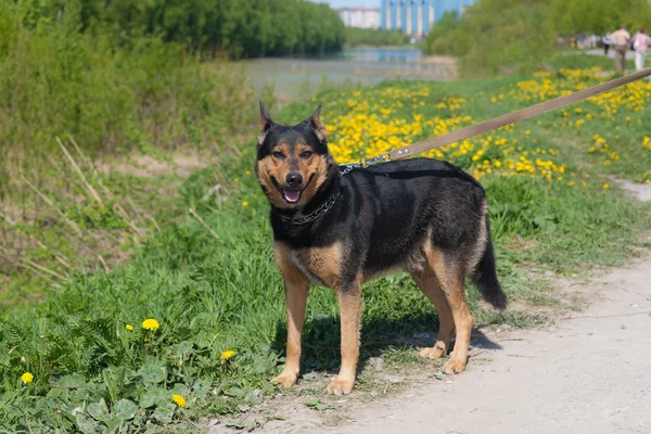 Schäfer auf Wanderschaft — Stockfoto