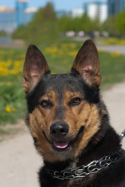 Porträt eines Hundes — Stockfoto