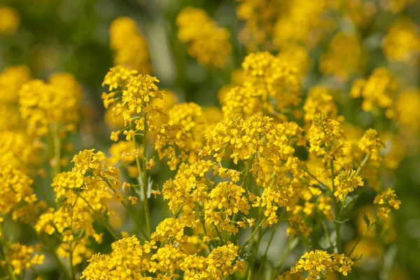 Barbarea vulgaris — Stock Fotó