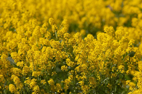 Printemps jaune — Photo