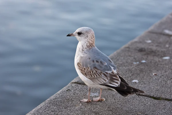 Seagull on a parapet — Stock Photo, Image