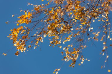 sonbahar yaprakları