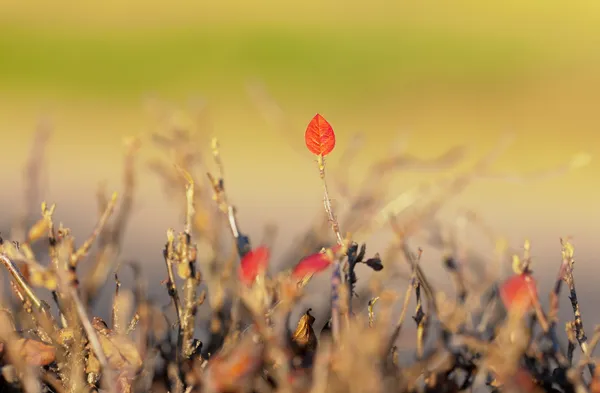 Sonbahar çalılar — Stok fotoğraf