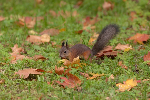 Wiewiórka jesienią — Zdjęcie stockowe