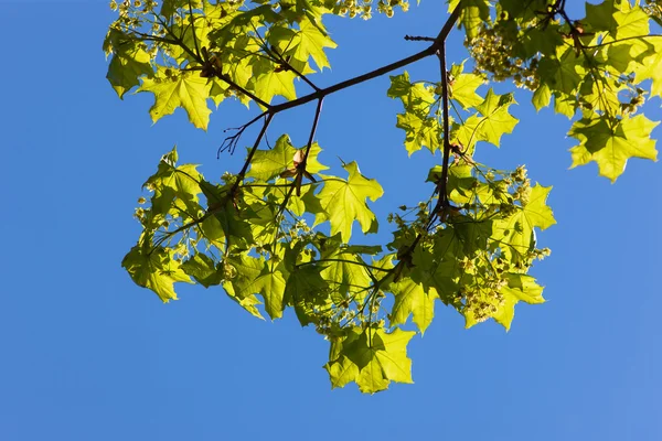 Folhas de um bordo de primavera — Fotografia de Stock