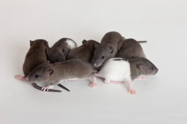 Bardzo małe niemowlę szczury — Zdjęcie stockowe