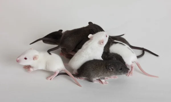Baby ratten — Stockfoto