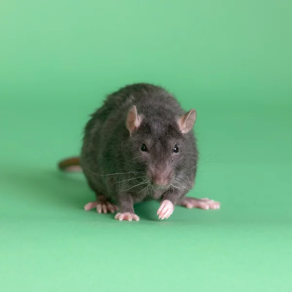 Retrato de um rato negro — Fotografia de Stock