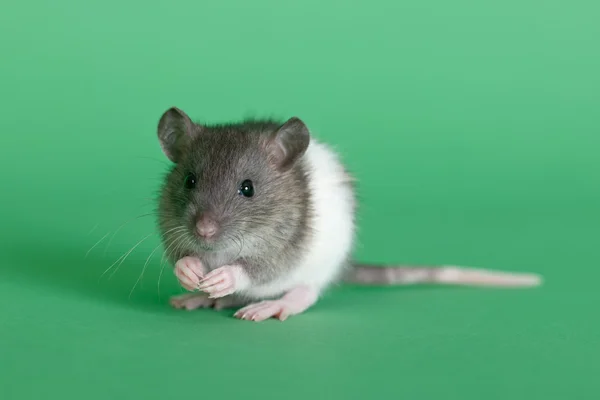 Portret van een kleine rat — Stockfoto
