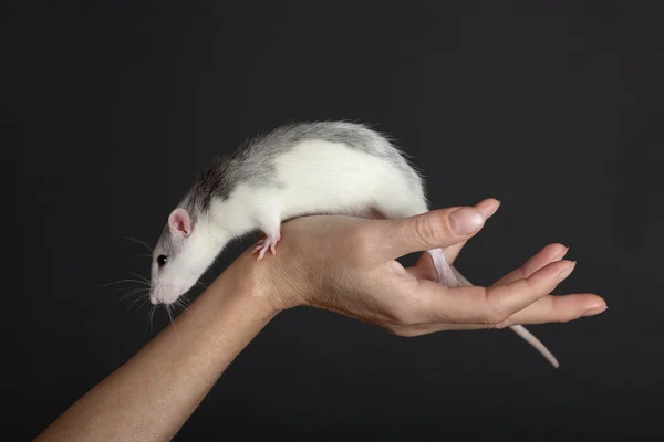 Rat op een hand — Stockfoto