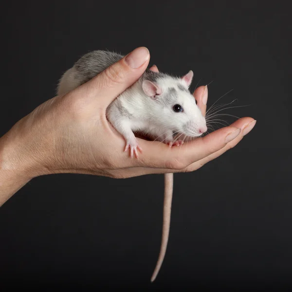 Rato doméstico — Fotografia de Stock