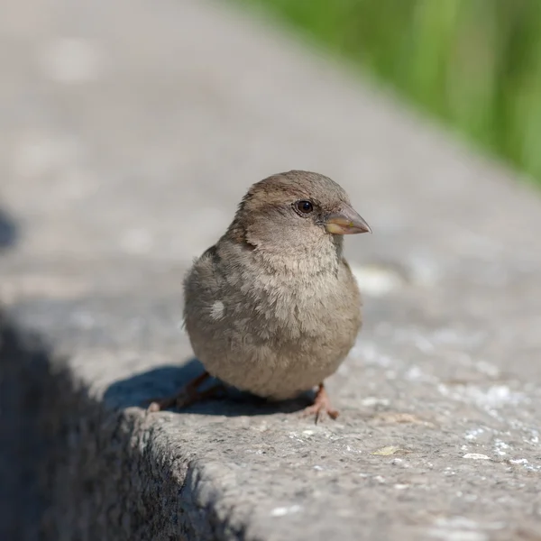 Porträt — Stockfoto