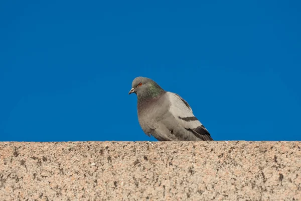 Pigeon on a granite wall — Stock Photo, Image