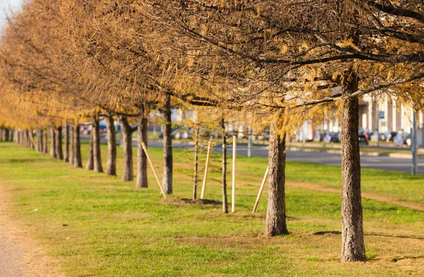 Gele avenue — Stockfoto