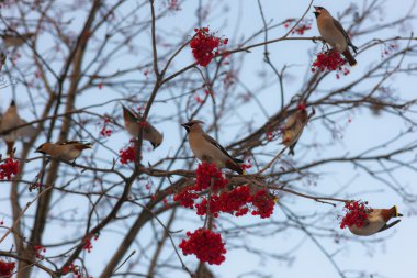 Rowan ve waxwings