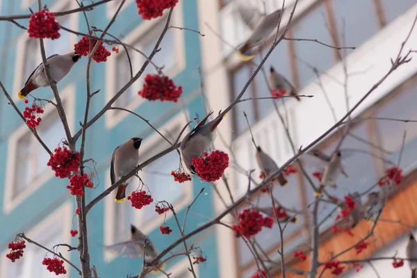 Waxwings in the city — стоковое фото