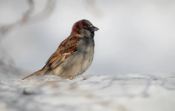 Sparrow in de winter — Stockfoto