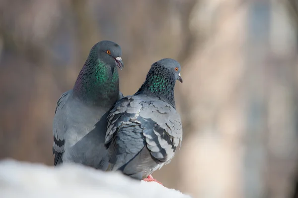 Two pigeons on snow — Stock Photo, Image