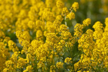 Sarı bahar çiçekleri