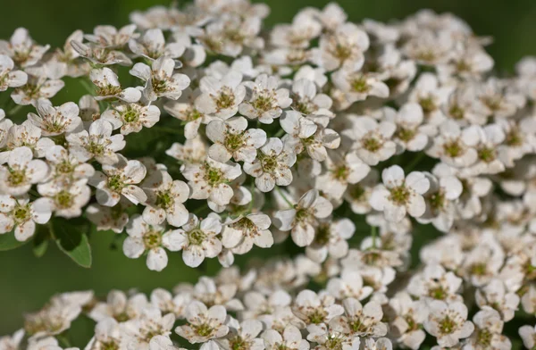 Sfondo da fiori bianchi — Foto Stock