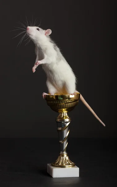 Rat is op gouden beker — Stockfoto