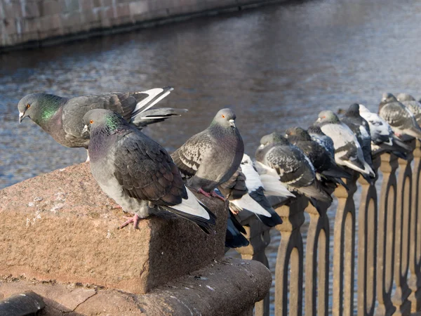 Güvercinler sürüsü — Stok fotoğraf