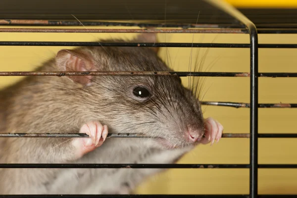 Rat gnagande bur — Stockfoto