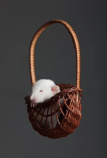 木制篮子里的老鼠 — 图库照片