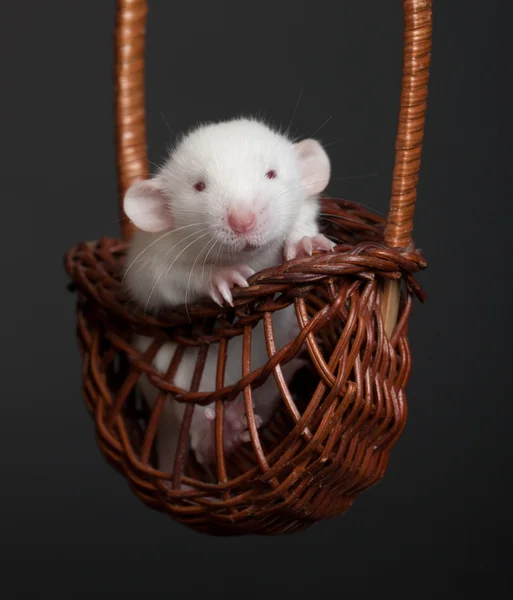 Kleine witte rat — Stockfoto