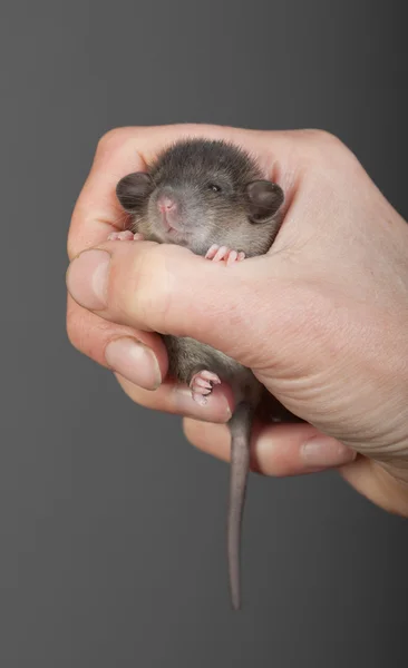 Очень маленькая крыса — стоковое фото