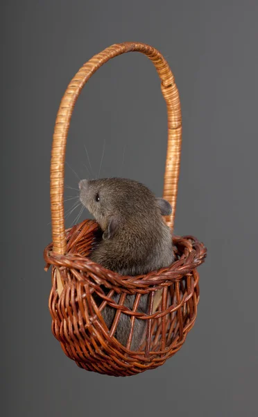 Lilla brun råtta — Stockfoto