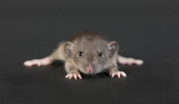 Very young rat — Stock Photo, Image