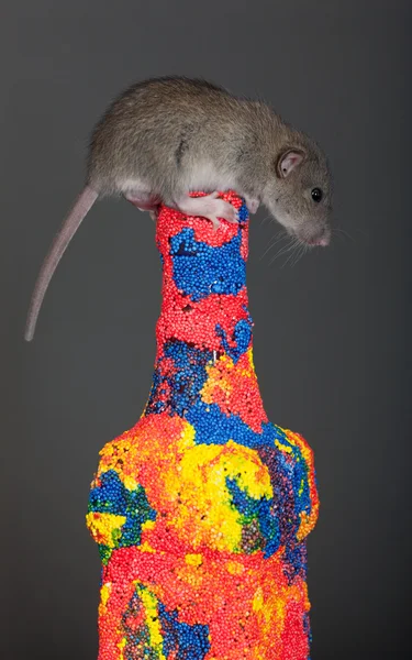작은 브라운 쥐 — 스톡 사진