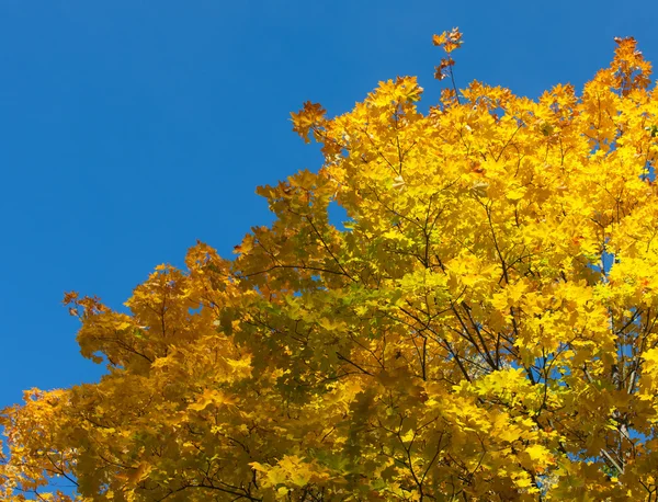 Golden maple leaves — Stock Photo, Image