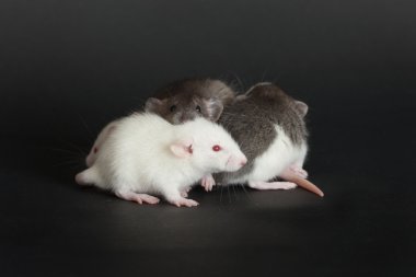 küçük genç rats