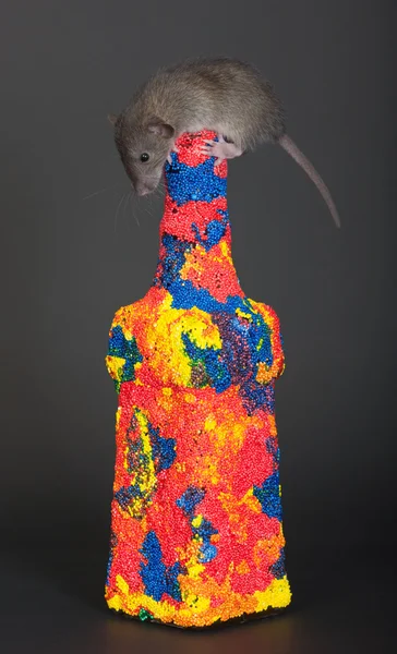 Szczur na jasne butelki — Zdjęcie stockowe
