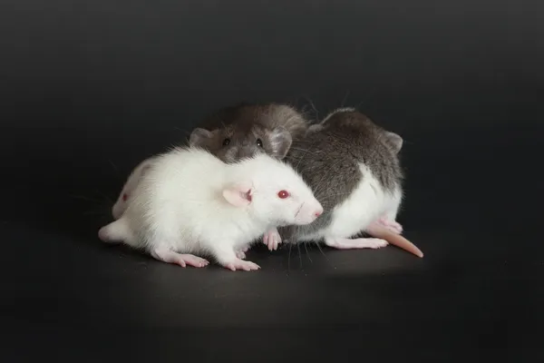 Nagyon kis fiatal patkányok — Stock Fotó